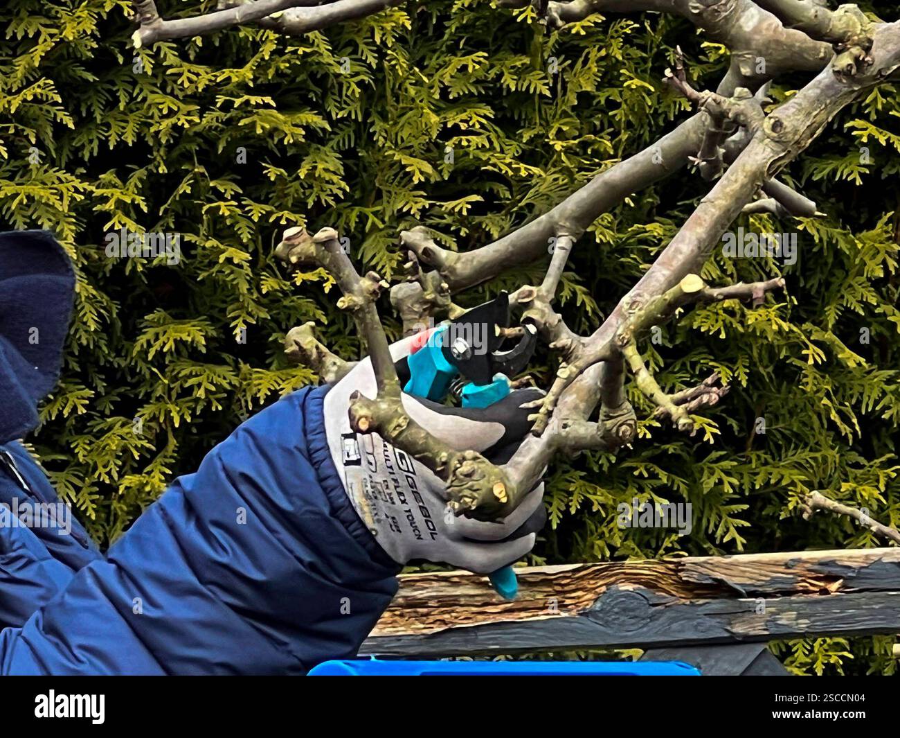 Hand Hände mit Gartenhandschuh und einer Gardena Gartenschere beim Abschneiden junger Zweige an einen Bio Apfelbaum im Februar im Garten in Hamburg am 06.Februar 2025 - Die Abgebildeten Persohn ist mit einer Veroeffentlichung einverstanden - Als Baum Schnitt bezeichnet man in allen Sparten des Gartenbaus den Beschnitt Beschneidung junger Triebe an Gehölzen als Rückschnitt, als das Absetzen jüngeren, zu starken Wuchses auf Altholz. HH Deutschland *** Hand hands with gardening glove and Gardena garden shears cutting off young branches on an organic apple tree in February in the garden in Hamburg Stock Photo