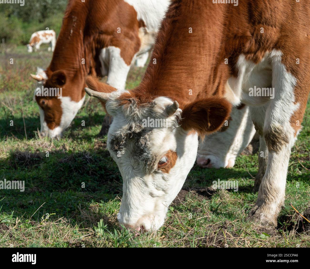 Cow head closeup while graze grass in pasture Stock Photo - Alamy
