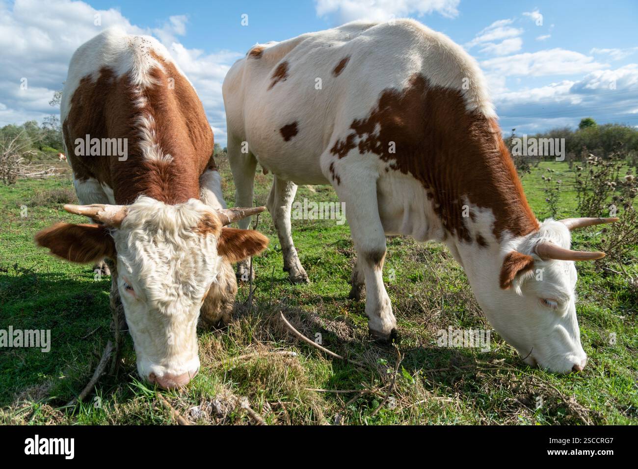 Two cows graze grass in pasture during sunny day Stock Photo