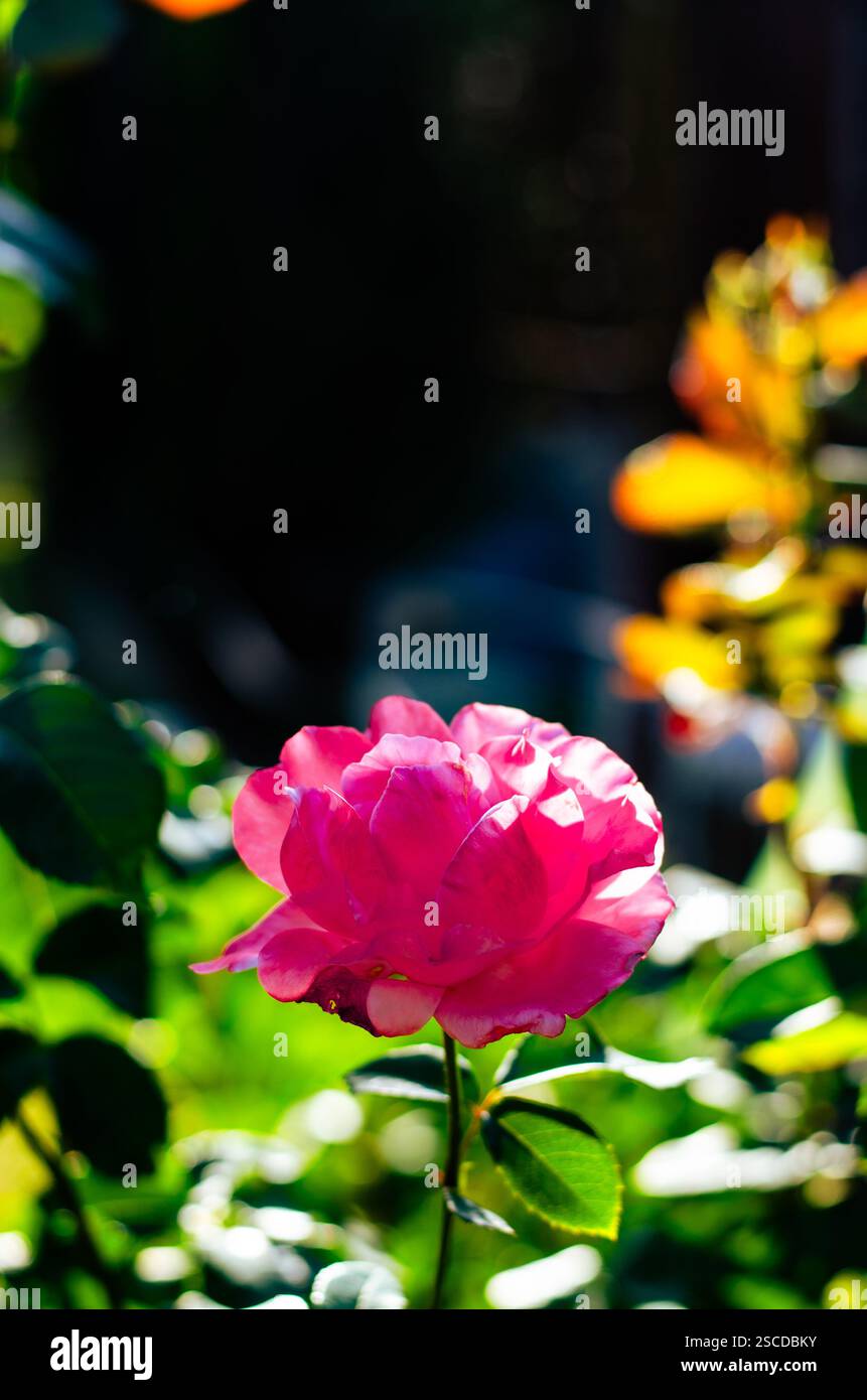 beautiful pink rose flowers in green background Stock Photo - Alamy