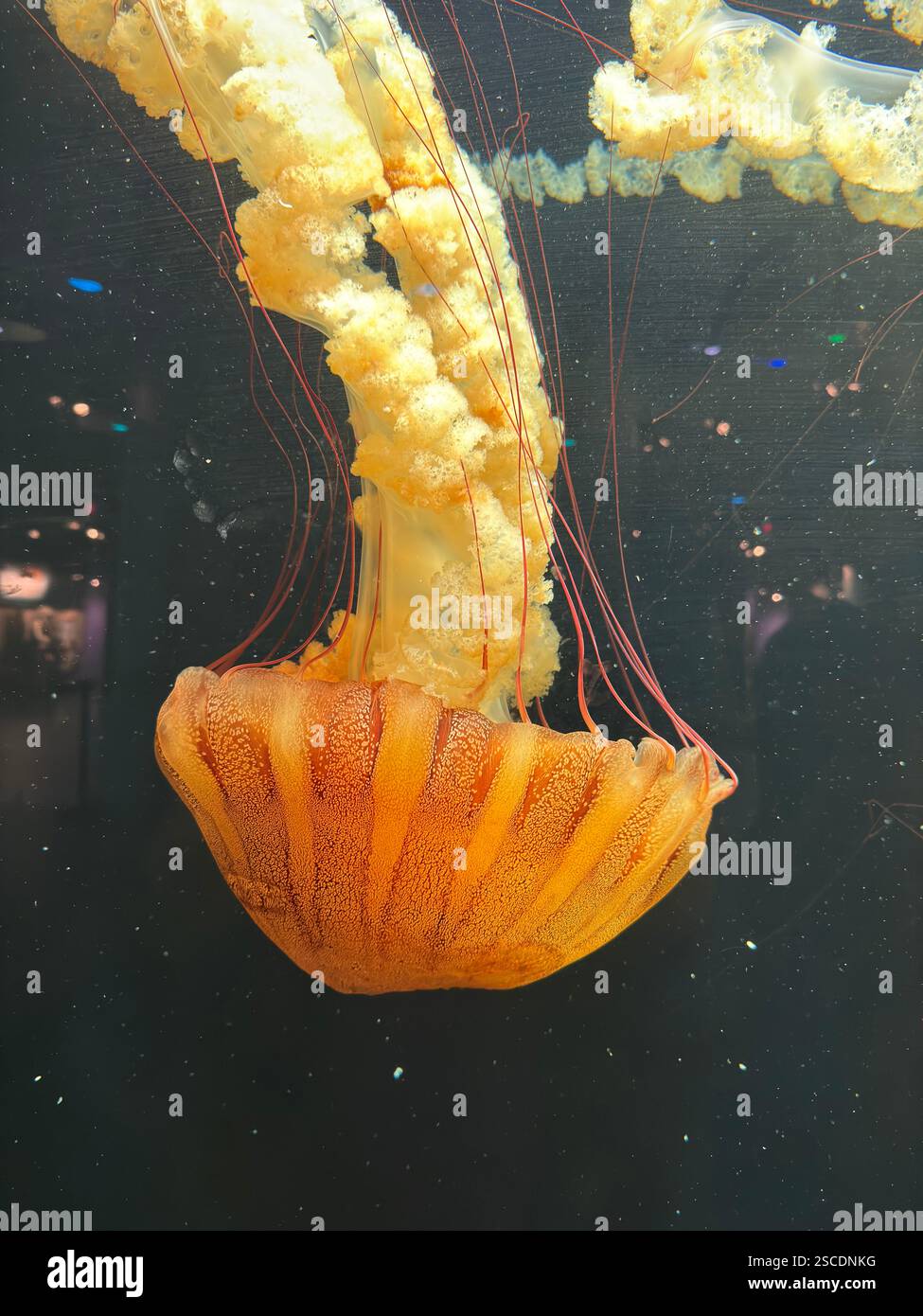 Pacific sea nettle (Chrysaora fuscescens) jellyfish gracefully floats with long, flowing tentacles and ruffled oral arms against a dark backdrop Stock Photo