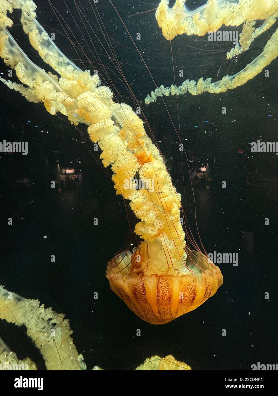 Pacific sea nettle (Chrysaora fuscescens) jellyfish gracefully floats with long, flowing tentacles and ruffled oral arms against a dark backdrop Stock Photo