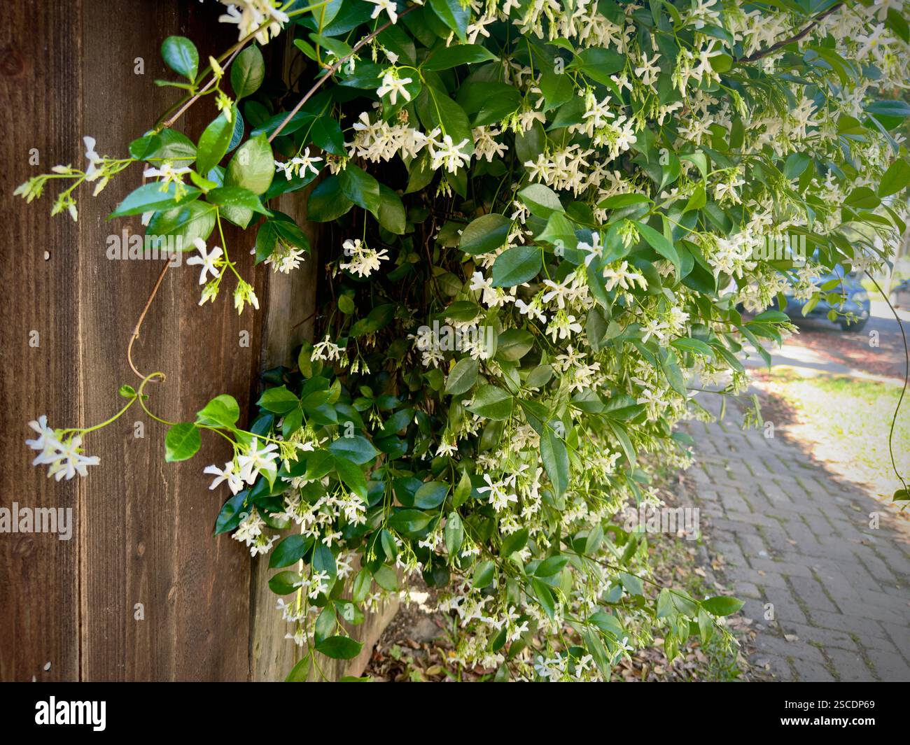 Jasmine vine hi-res stock photography and images - Alamy