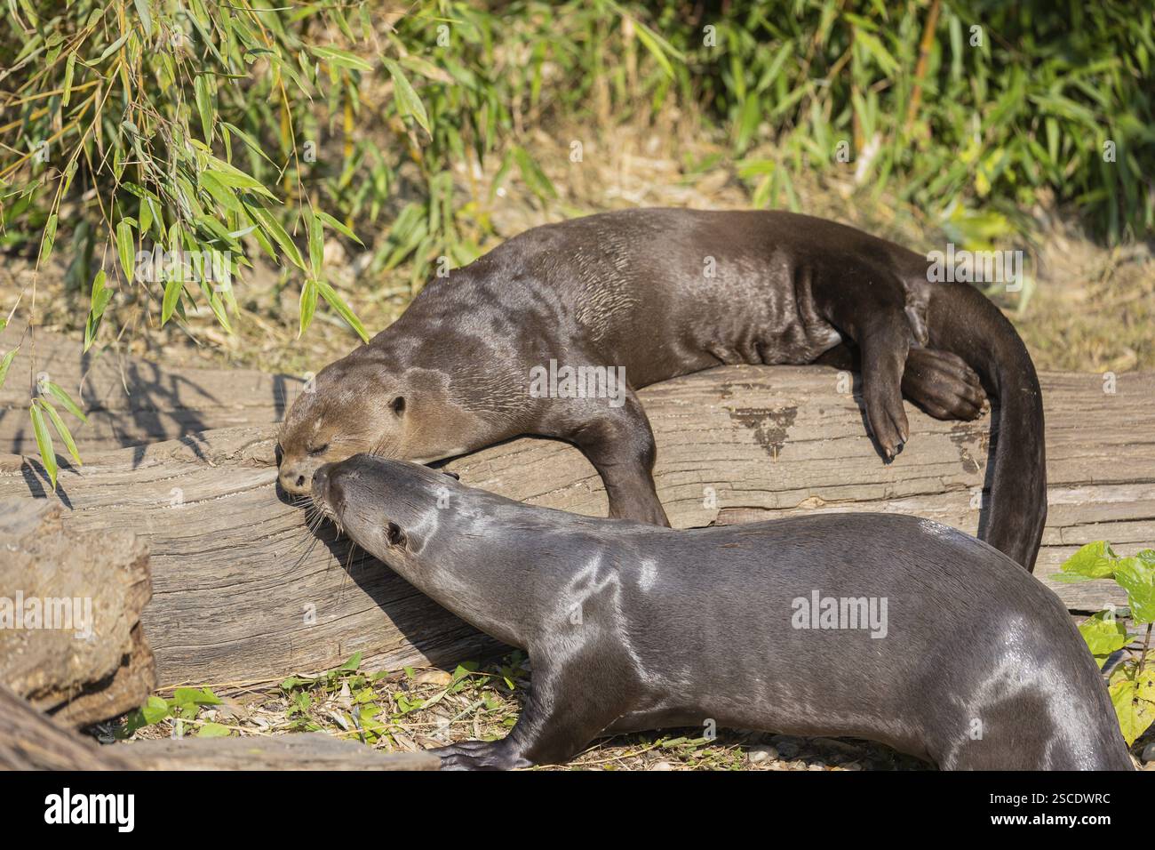 Two giant otter or giant river otter (Pteronura brasiliensis) resting on a log lying on the river bank Stock Photo