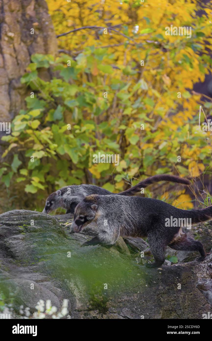 Two white-nosed coati (nasua narica) run on rocky terrain in a forest ...