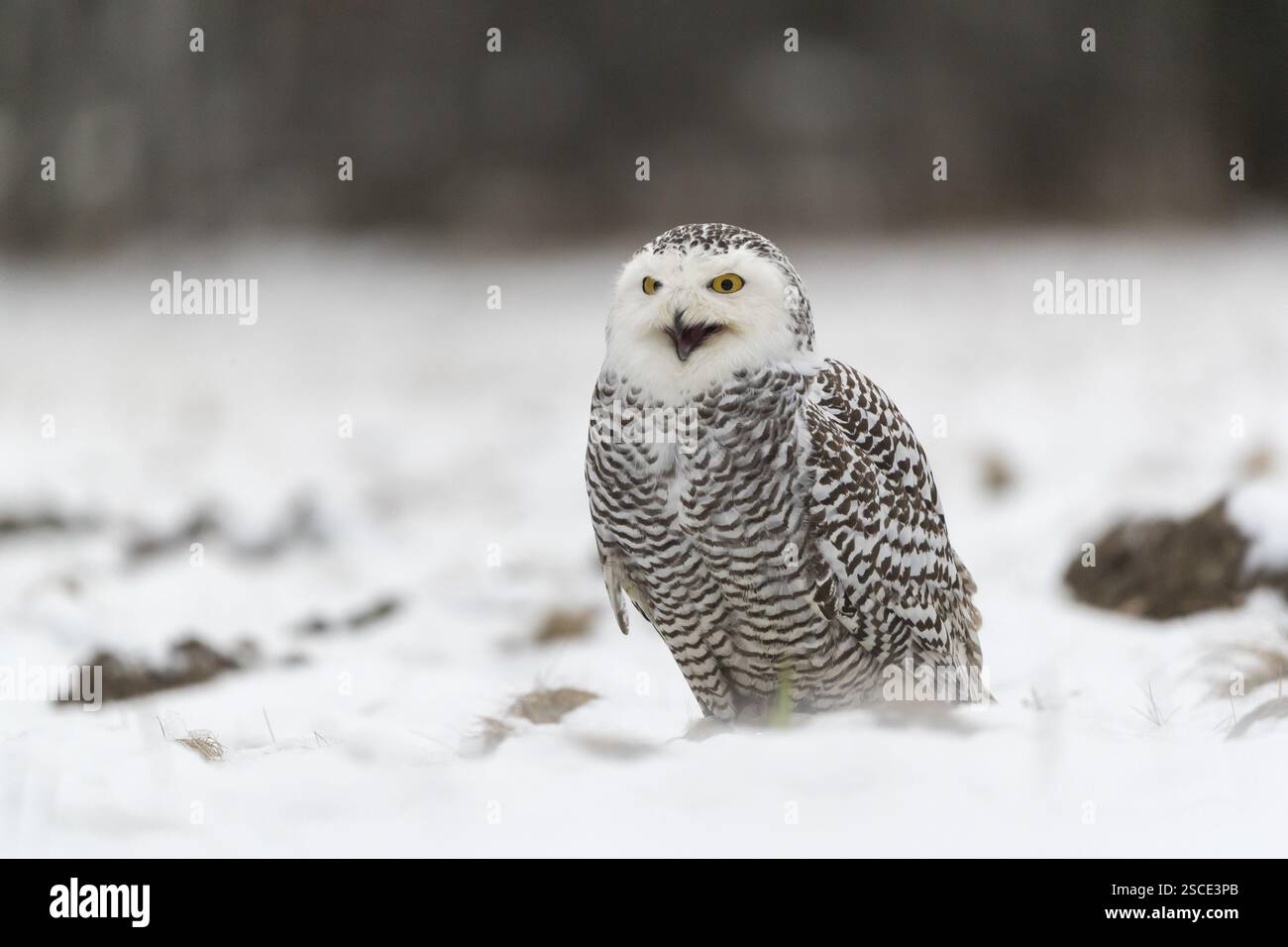 One snowy owl, Bubo scandiacus, Bubo scandiaca, Nyctea scandiaca ...