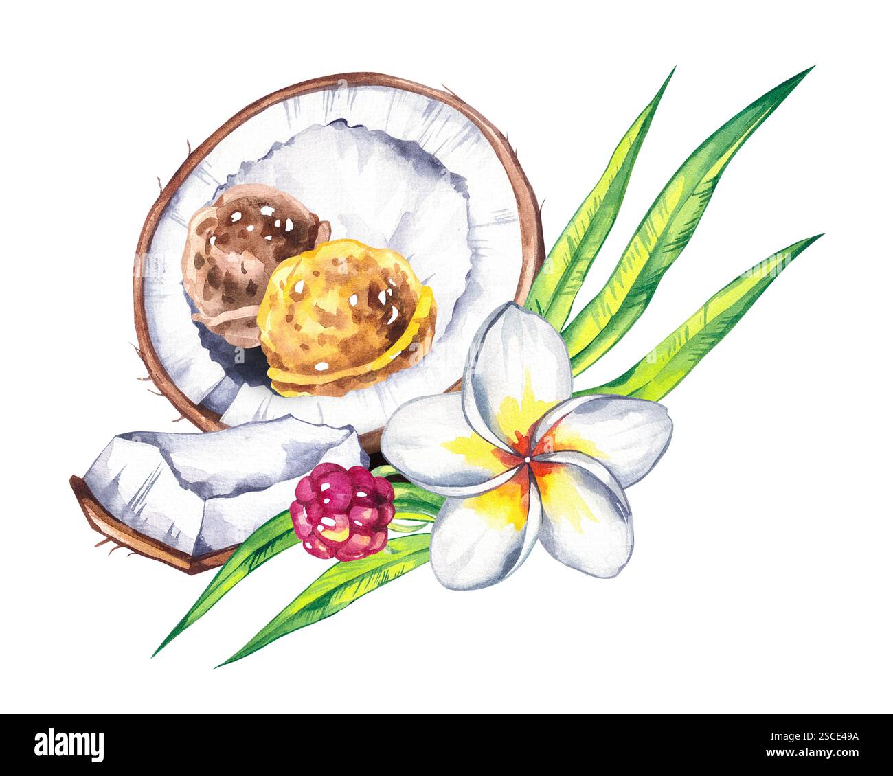 Watercolor coconut hand drawn nut Stock Photo - Alamy