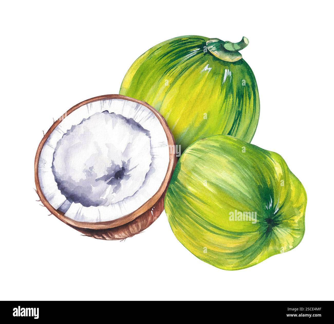 Watercolor coconut hand drawn nut Stock Photo - Alamy