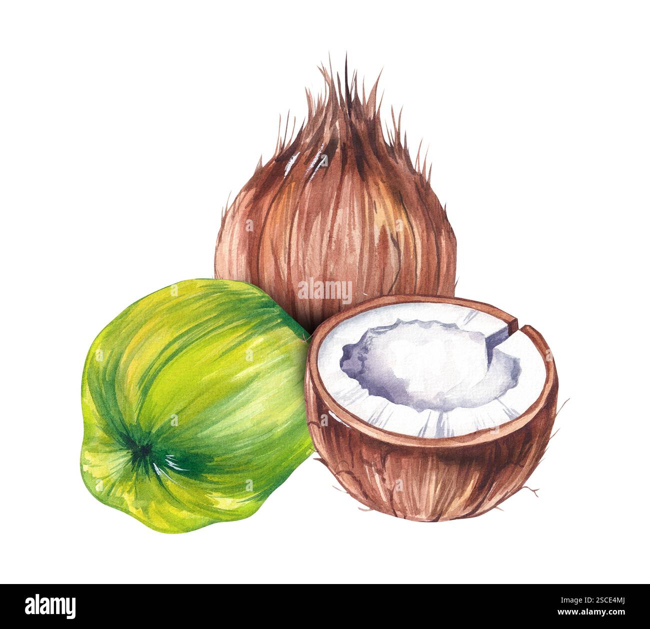 Watercolor coconut hand drawn nut Stock Photo - Alamy