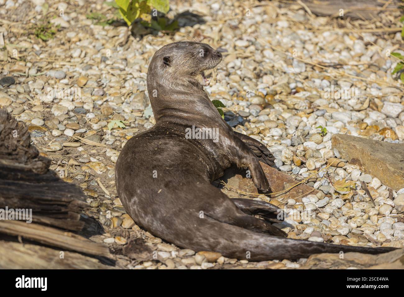 One giant otter or giant river otter (Pteronura brasiliensis) resting on the river bank Stock Photo