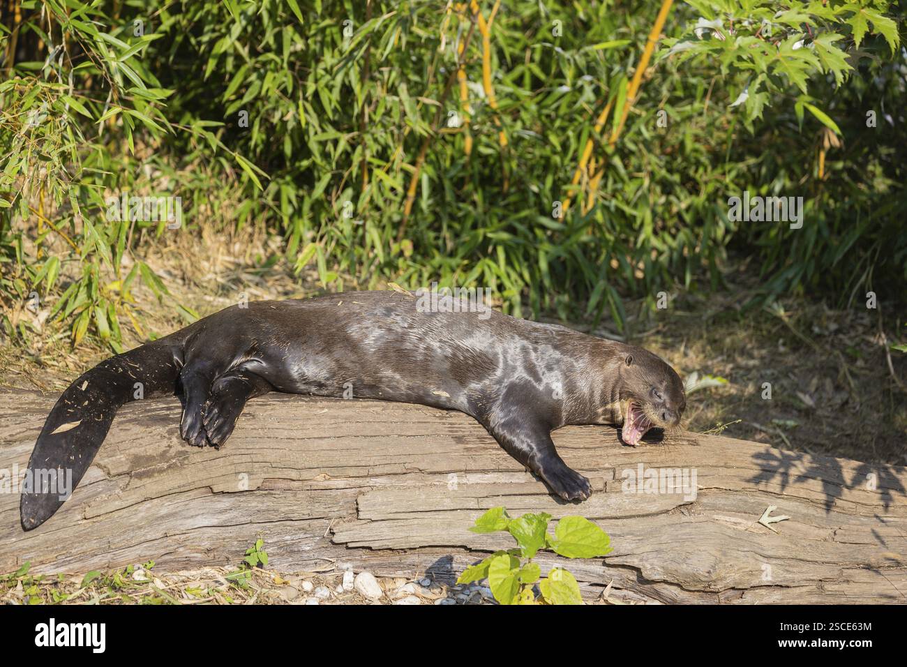 One giant otter or giant river otter (Pteronura brasiliensis) resting on a log lying on the river bank Stock Photo