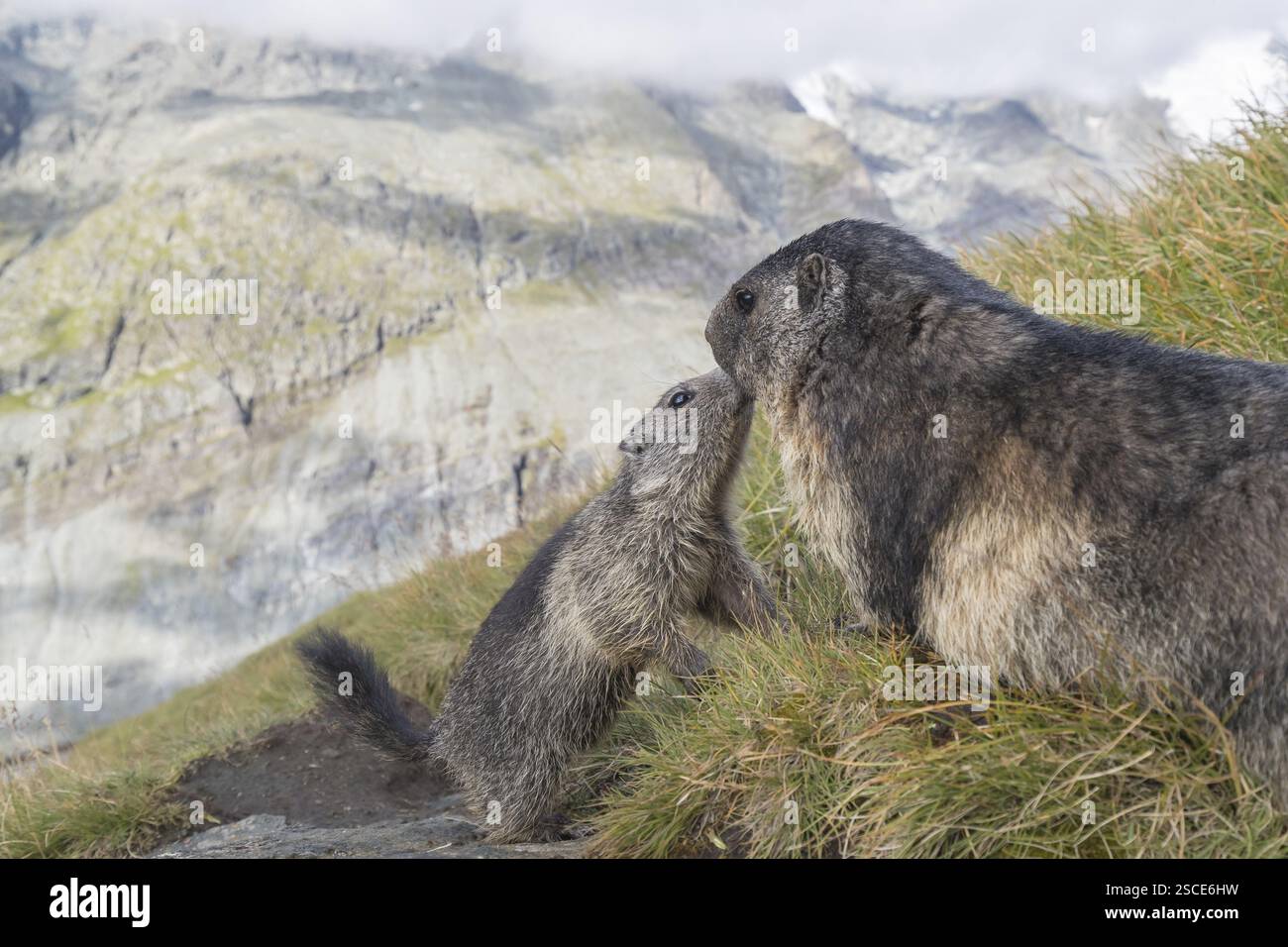 OneAlpine Marmot Marmota marmota and one young marmot standing OneAlpine Marmot Marmota marmota and one young marmot standing