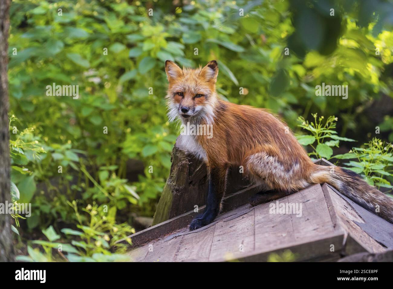 One adult red fox, Vulpes vulpes, sitting on a covered log pile at a ...