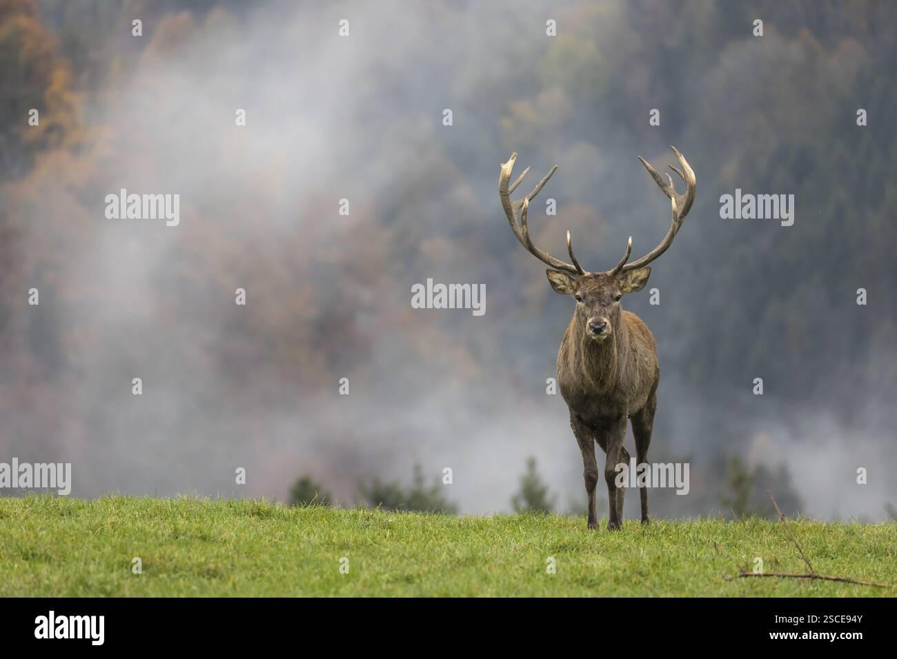 Red Deer buck at the end of the rutting season Stock Photo - Alamy