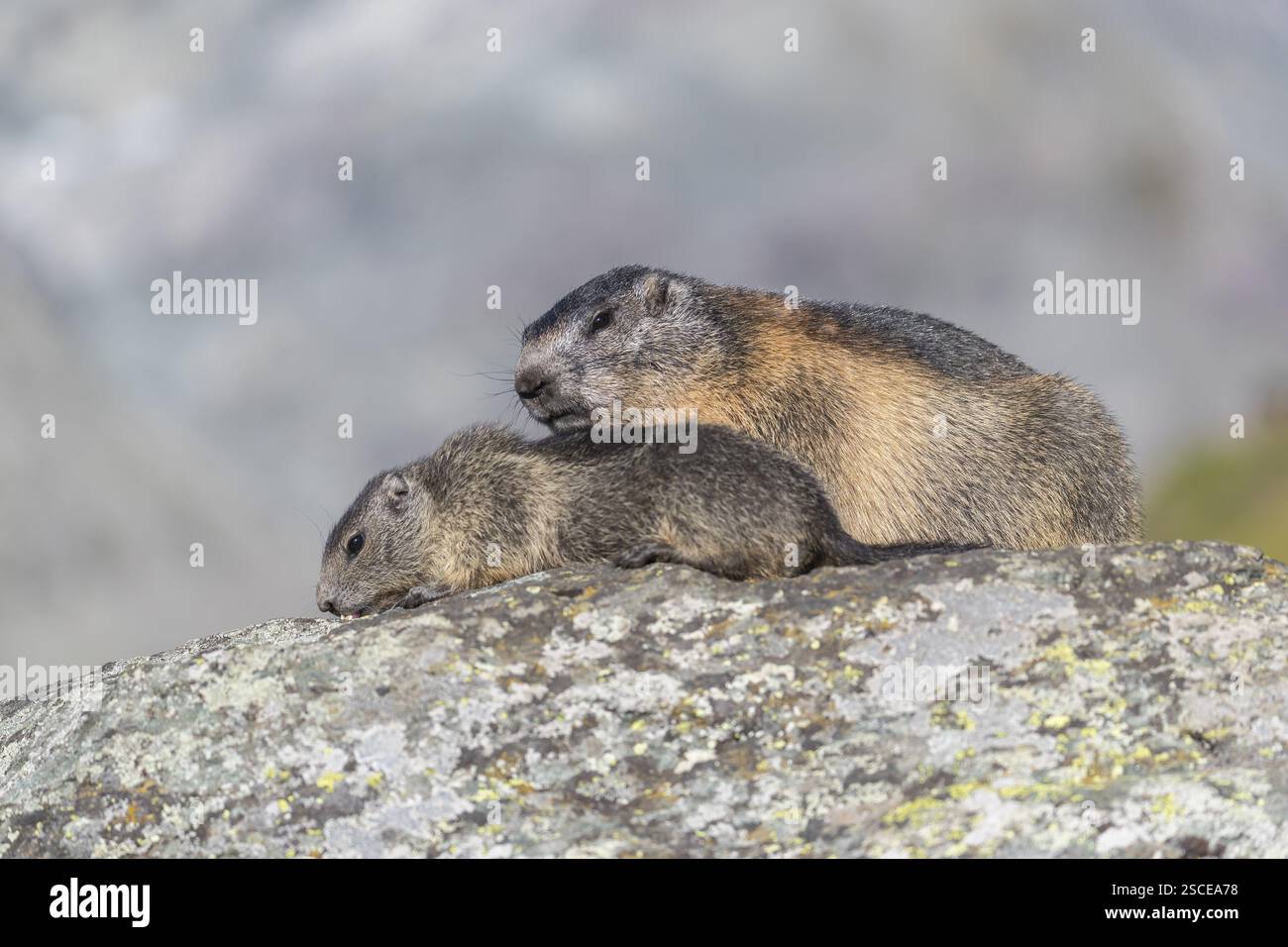 OneAlpine Marmot Marmota marmota and one young marmot standing OneAlpine Marmot Marmota marmota and one young marmot standing