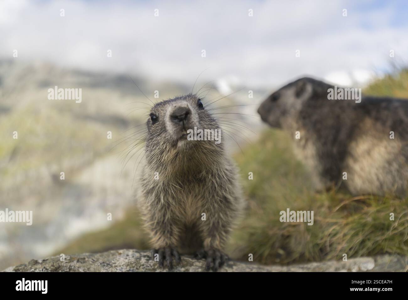 OneAlpine Marmot Marmota marmota and one young marmot standing OneAlpine Marmot Marmota marmota and one young marmot standing