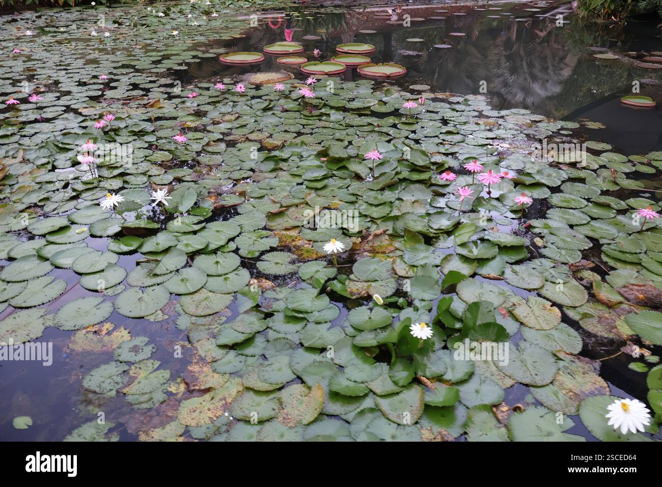 Floating lily pads on tranquil hi res stock photography and images Alamy