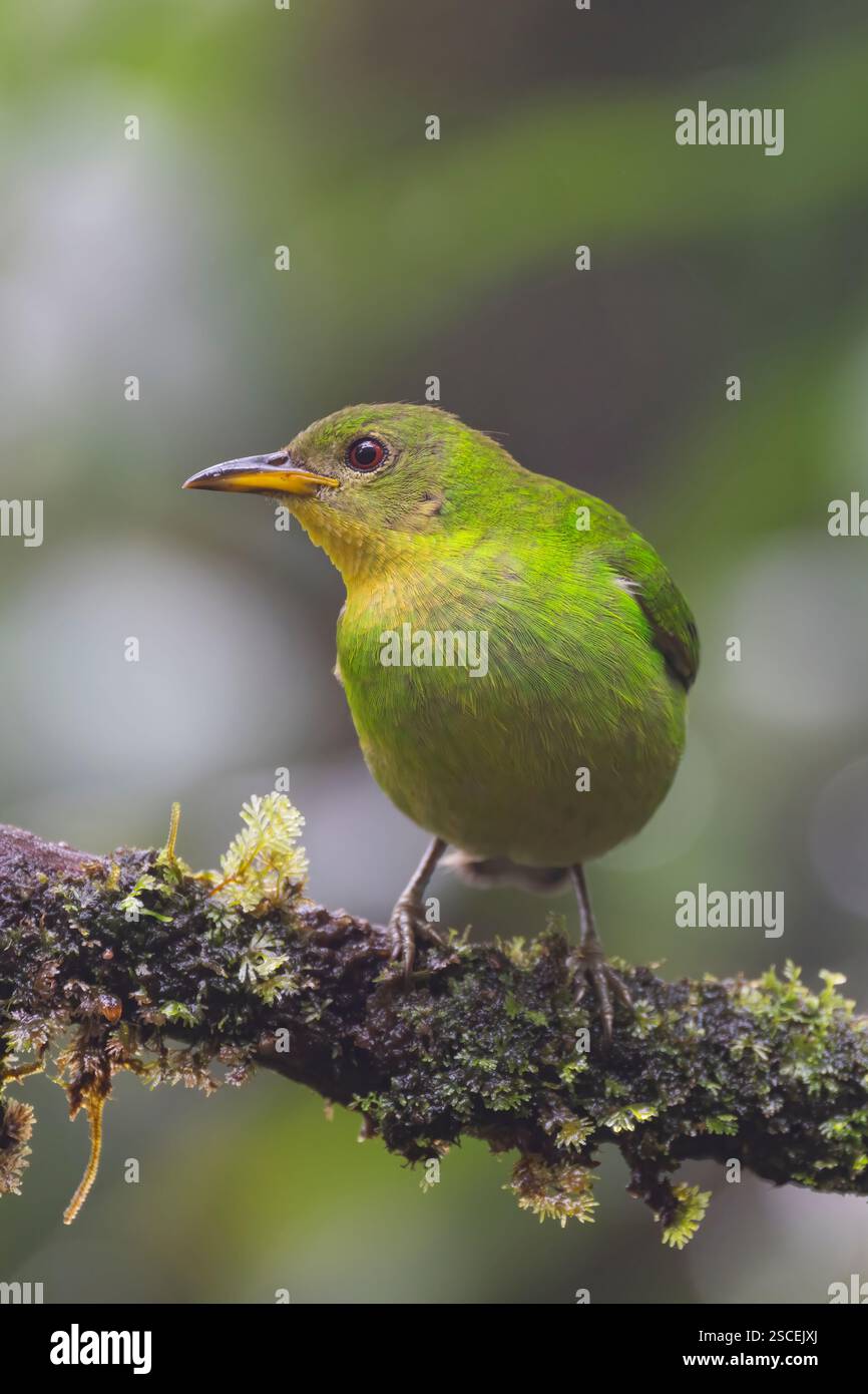 Female Green Honeycreeper Chorophanes Spiza Near Cali Valle Del 