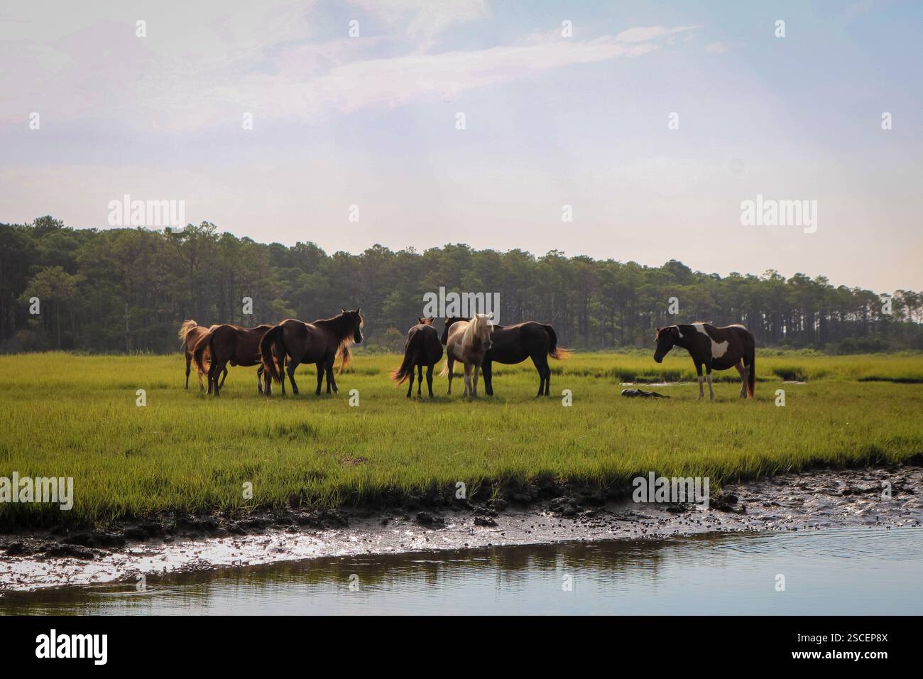 Coastal grazing marsh hi-res stock photography and images - Alamy