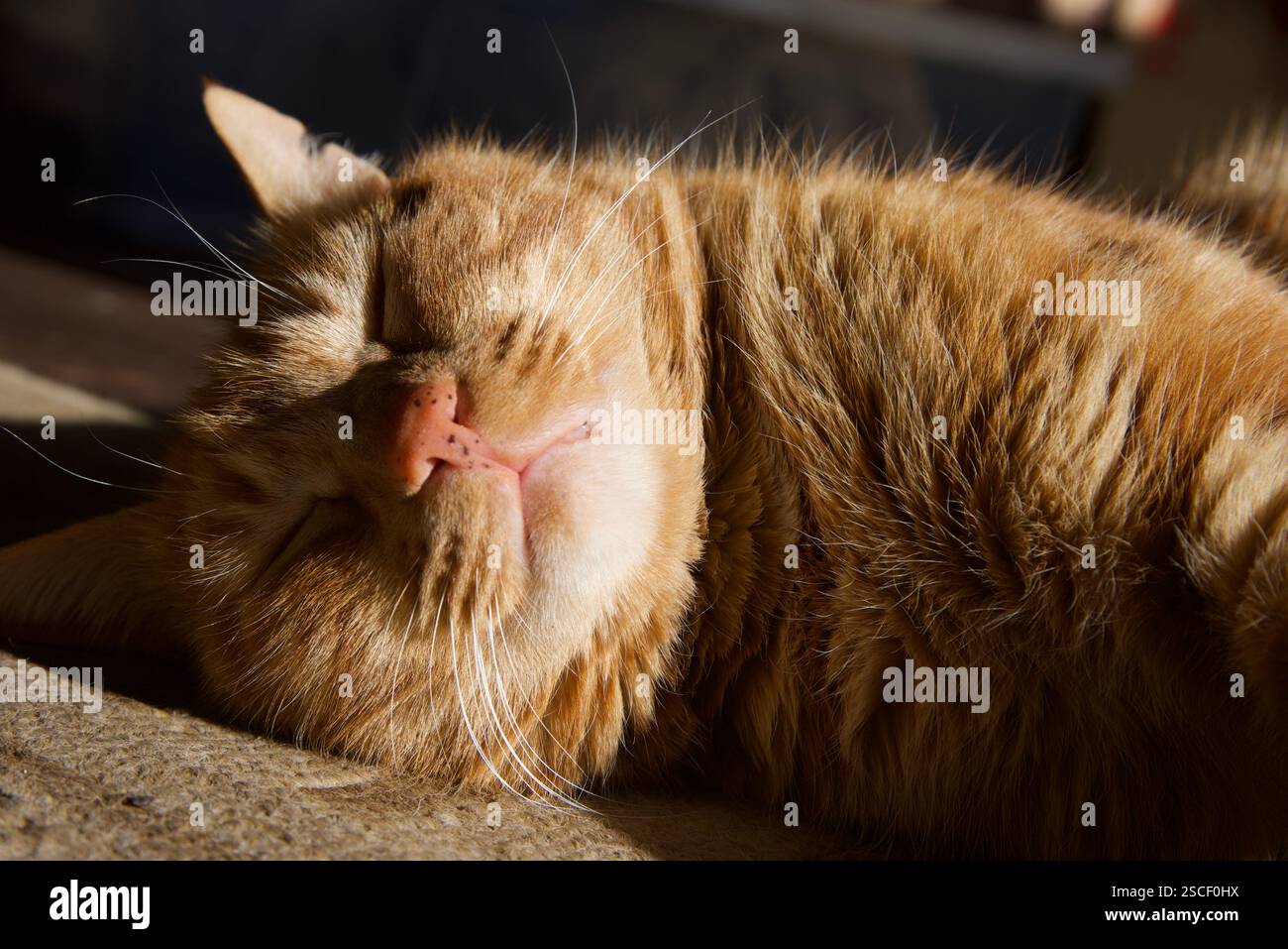 Ginger Tabby Cat enjoy sun Stock Photo