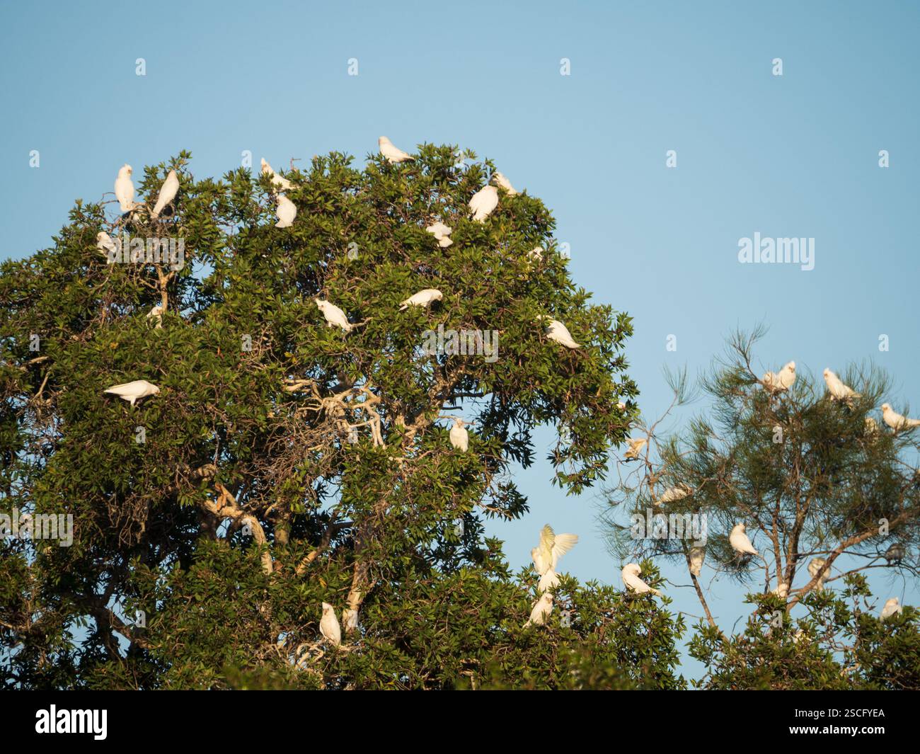 Flock of birds, Little Corellas, blue eyed Cockatoos, flying and ...