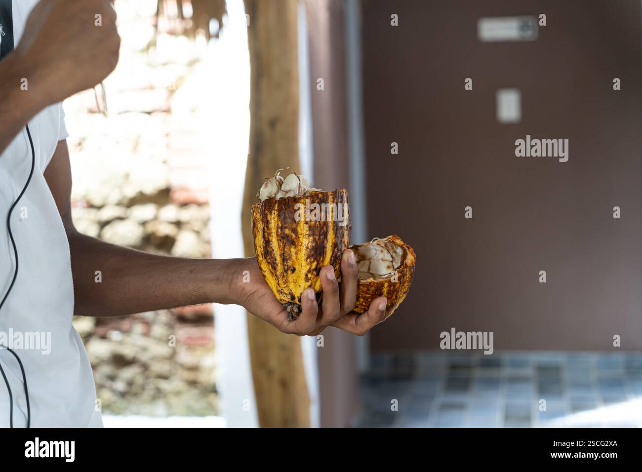 raw Cocoa pod used for making chocolate Stock Photo