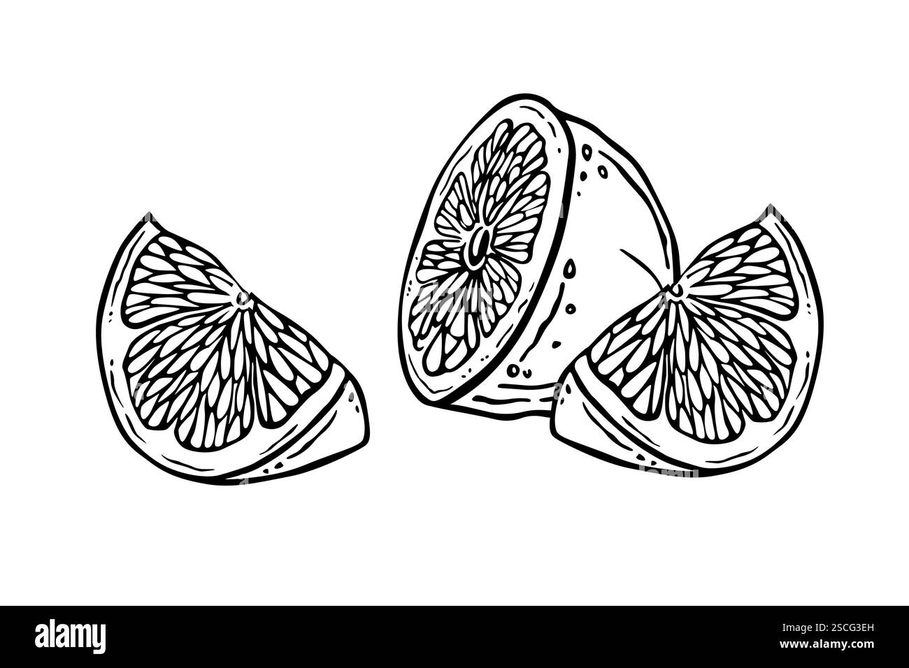 Pieces of lemon. Half and quarters. Black and white composition of citrus slices. Outline ink drawing of a fruit dessert. Hand drawn graphics for menu Stock Vector