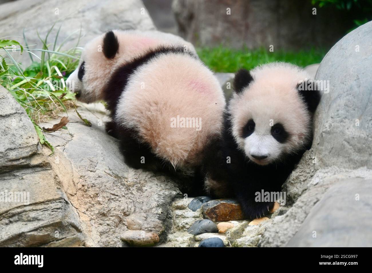 Hong Kong,China.6th February 2025. Hong Kongborn giant panda twins, an