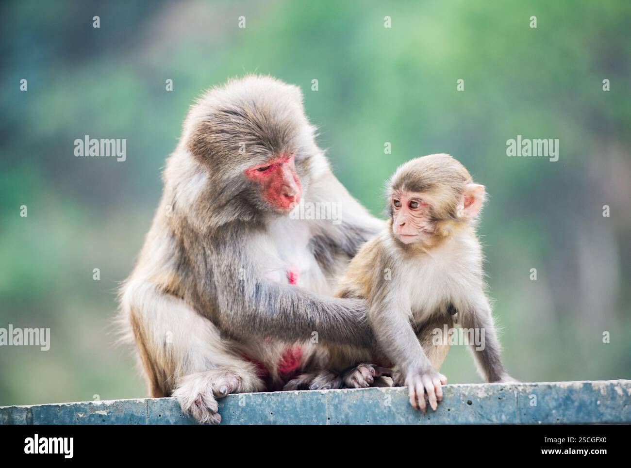 Short-tailed macaques at Bala Monkey Mountain in Fengshan County