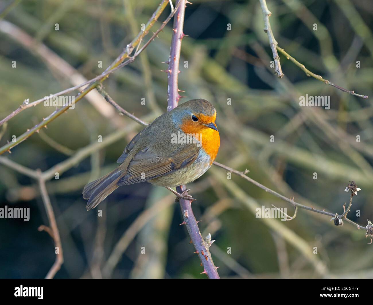 Single Robin Erithacus Rubecula in hedgerow February Winter Stock Photo