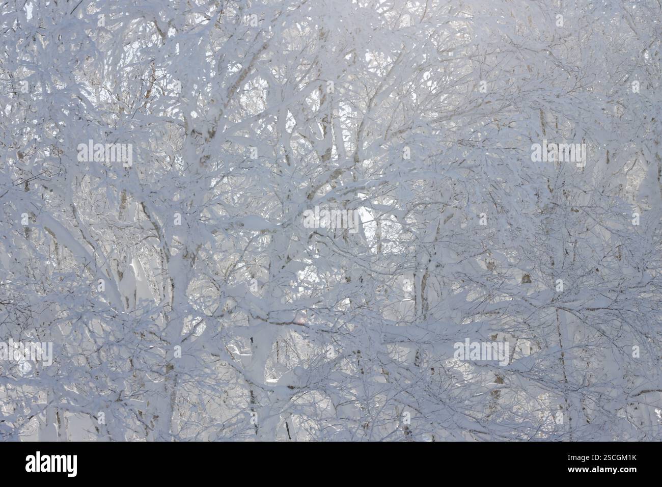 Background of white tree branches covered in ice and snow backlit by morning sunlight Stock Photo