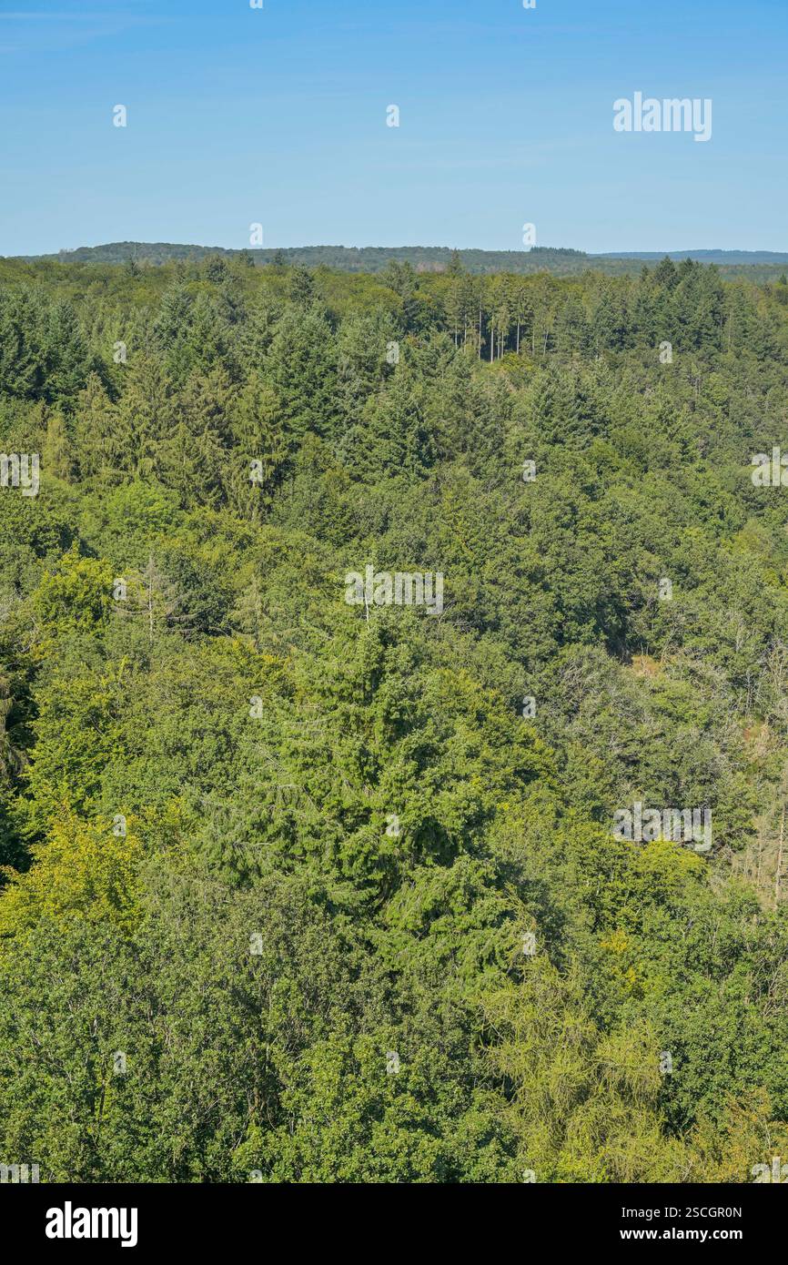 Gesunder Mischwald nahe Orscholz bei Mettlach, Saarland, Deutschland Stock Photo