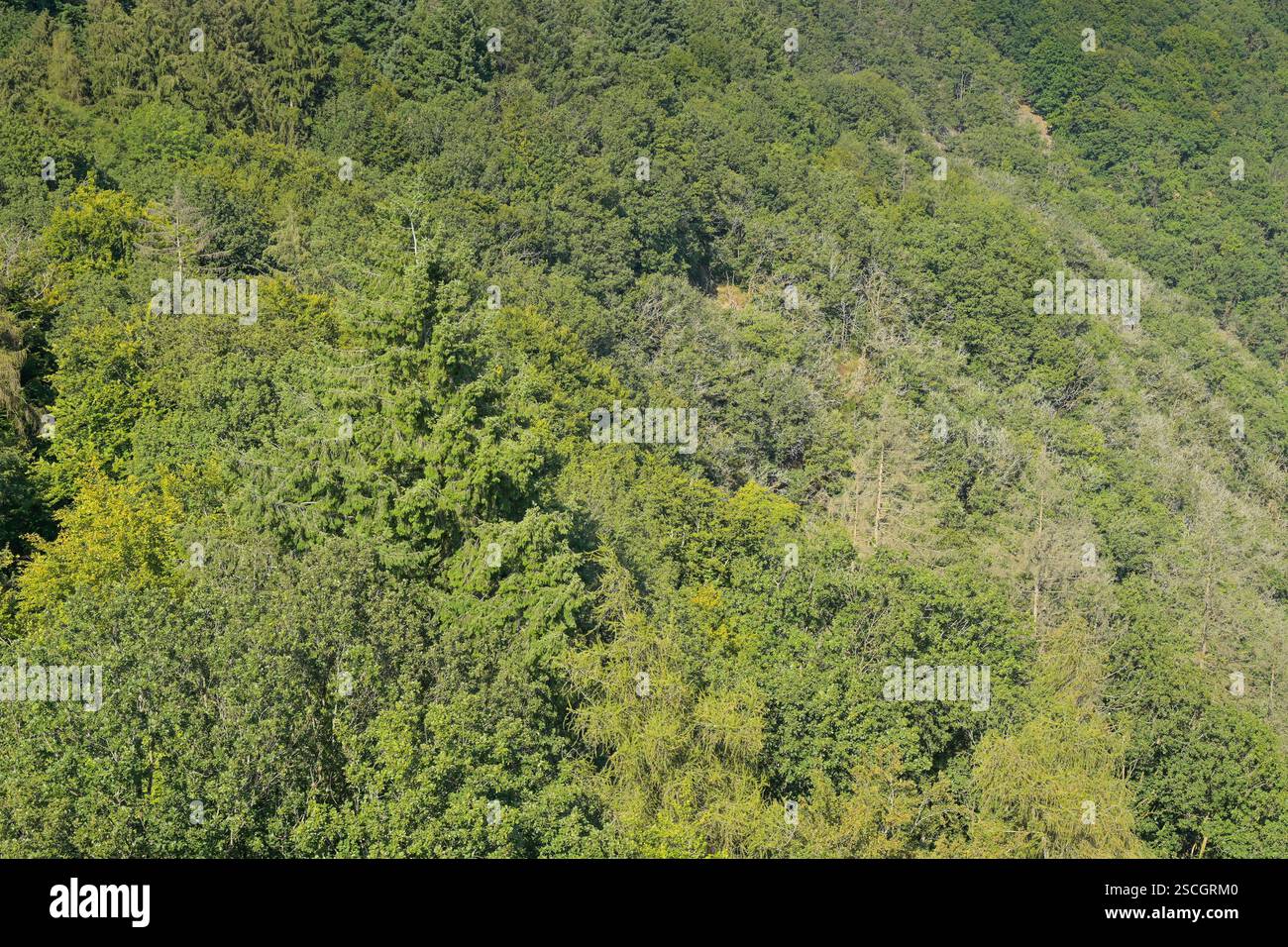 Gesunder Mischwald nahe Orscholz bei Mettlach, Saarland, Deutschland Stock Photo
