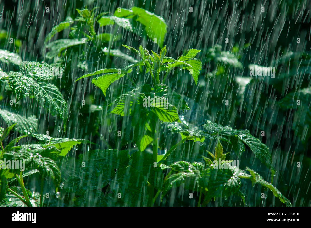Tree Branches Raining The branch of shrubs in the pouring rain Stock Photo - Alamy