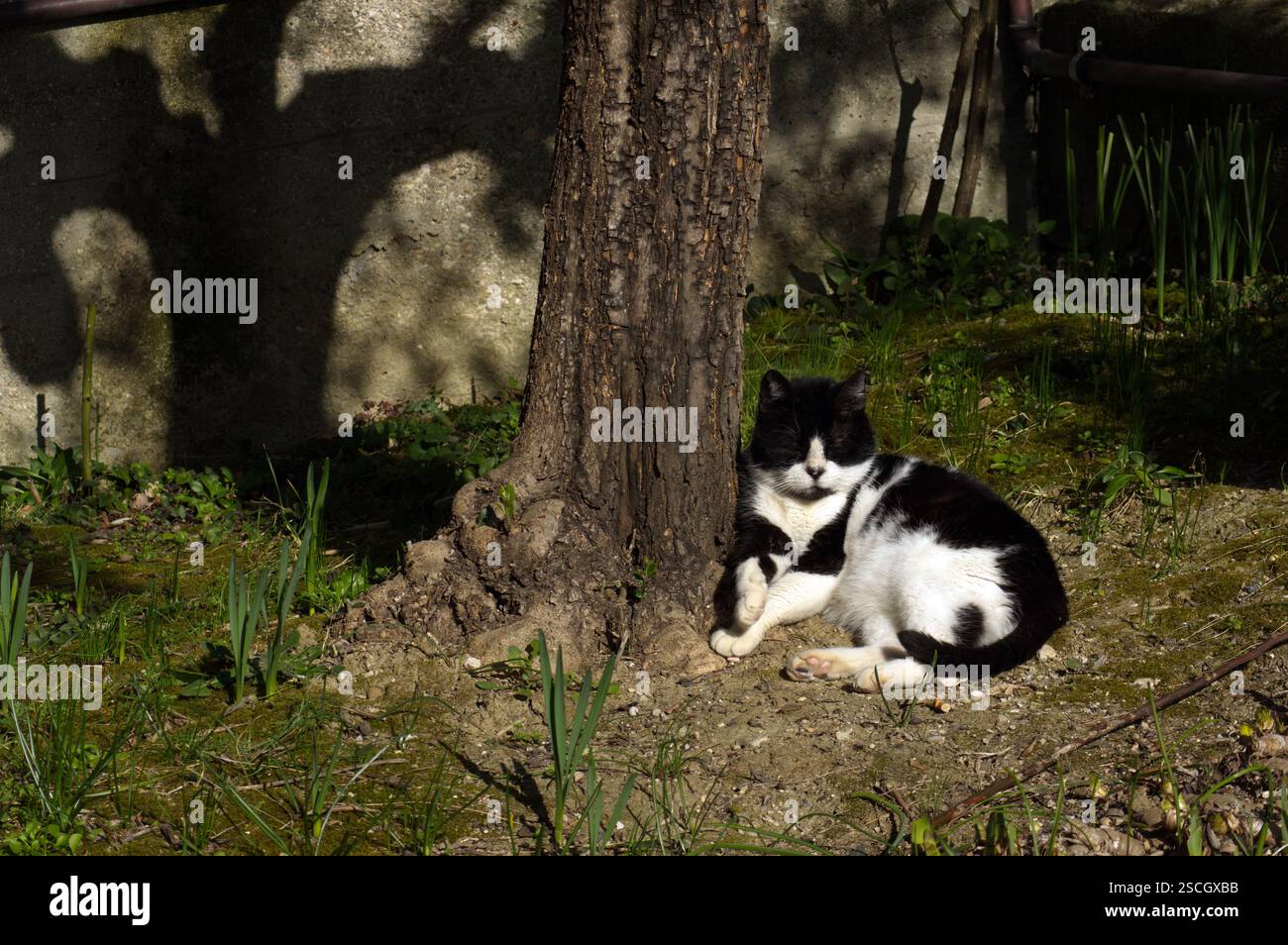 Gatto sornione bianconero riposa  al sole sul terreno, appoggiato al tronco di un ulivo Stock Photo