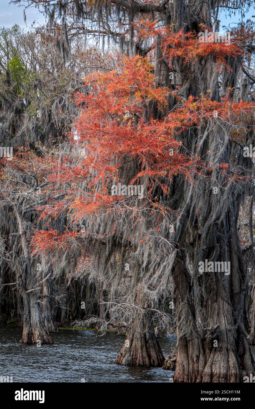 Moos tillandsia usneoides hi-res stock photography and images - Alamy