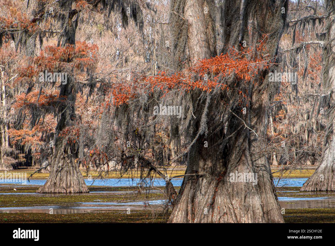 Moos tillandsia usneoides hi-res stock photography and images - Alamy