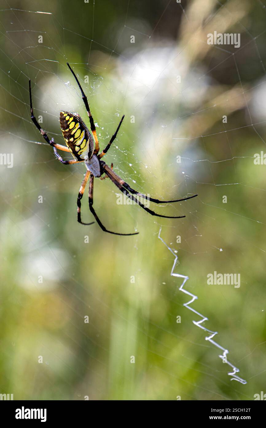 Kugelspinnende spinnentiere hi-res stock photography and images - Alamy