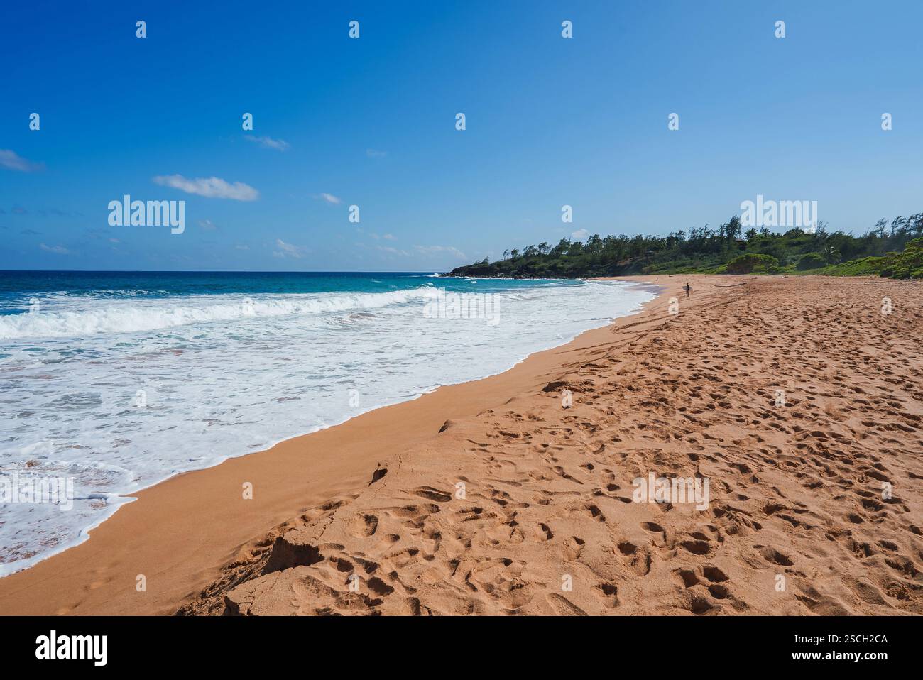 Hawaii reef kelp hi-res stock photography and images - Alamy