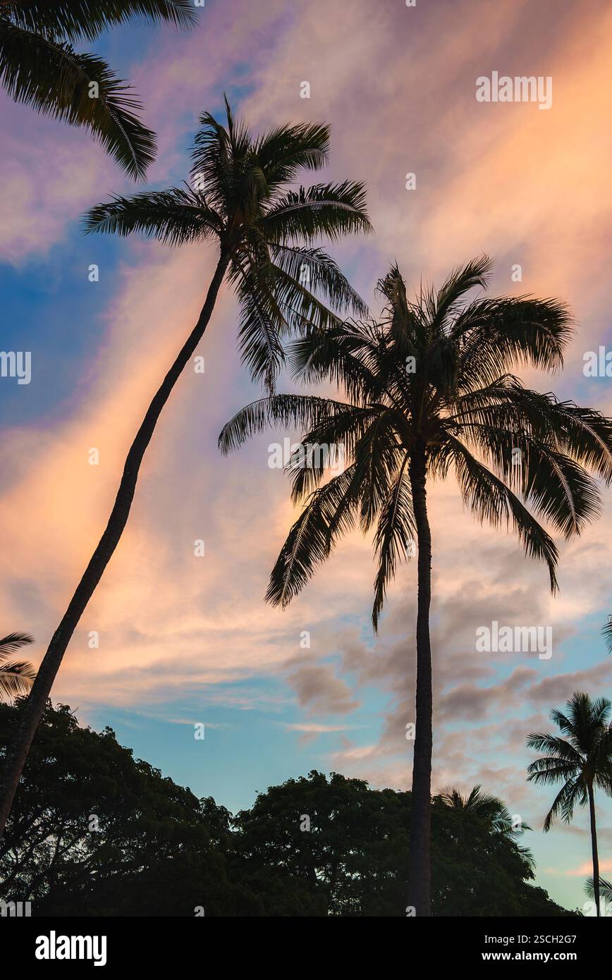 Silhouetted Palm Trees Against a Vibrant Tropical Sunset Sky Stock ...
