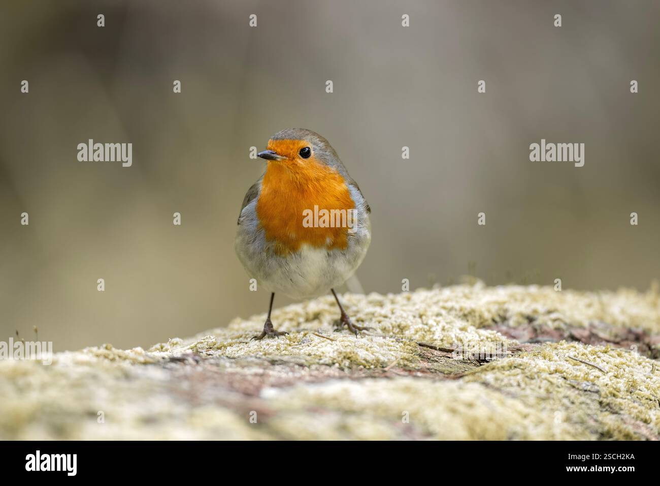 Robin perched on a lichen covered tree trunk Stock Photo