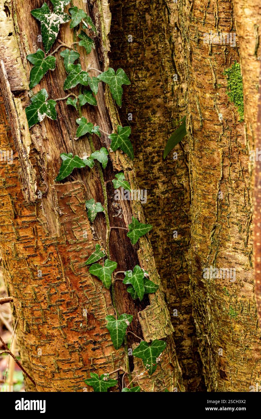 Intriguing visual rhythm hi-res stock photography and images - Alamy