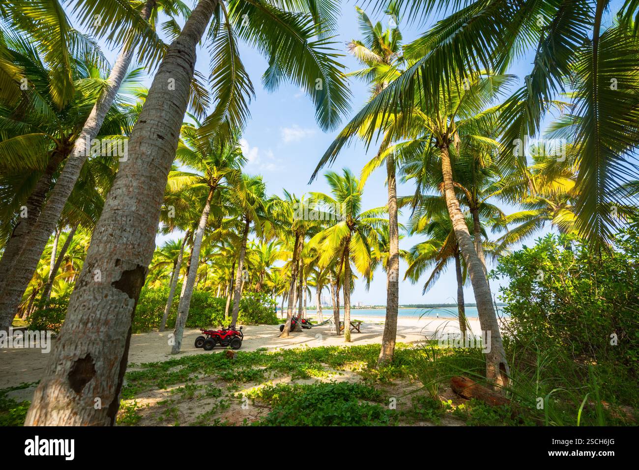 Clear blue sky with palm trees on beach hi-res stock photography and ...