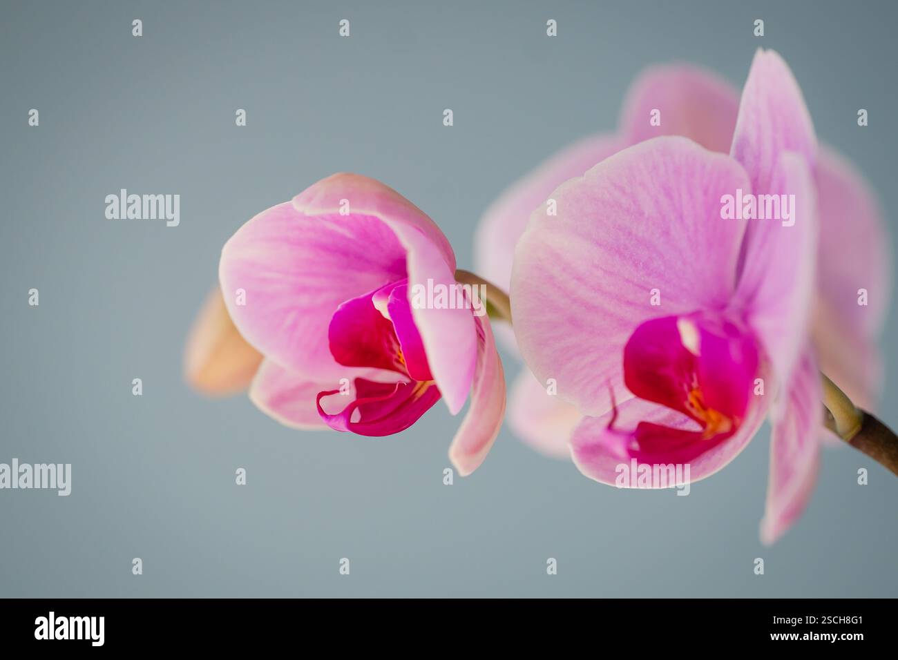 Orchid light blue background hi-res stock photography and images - Alamy