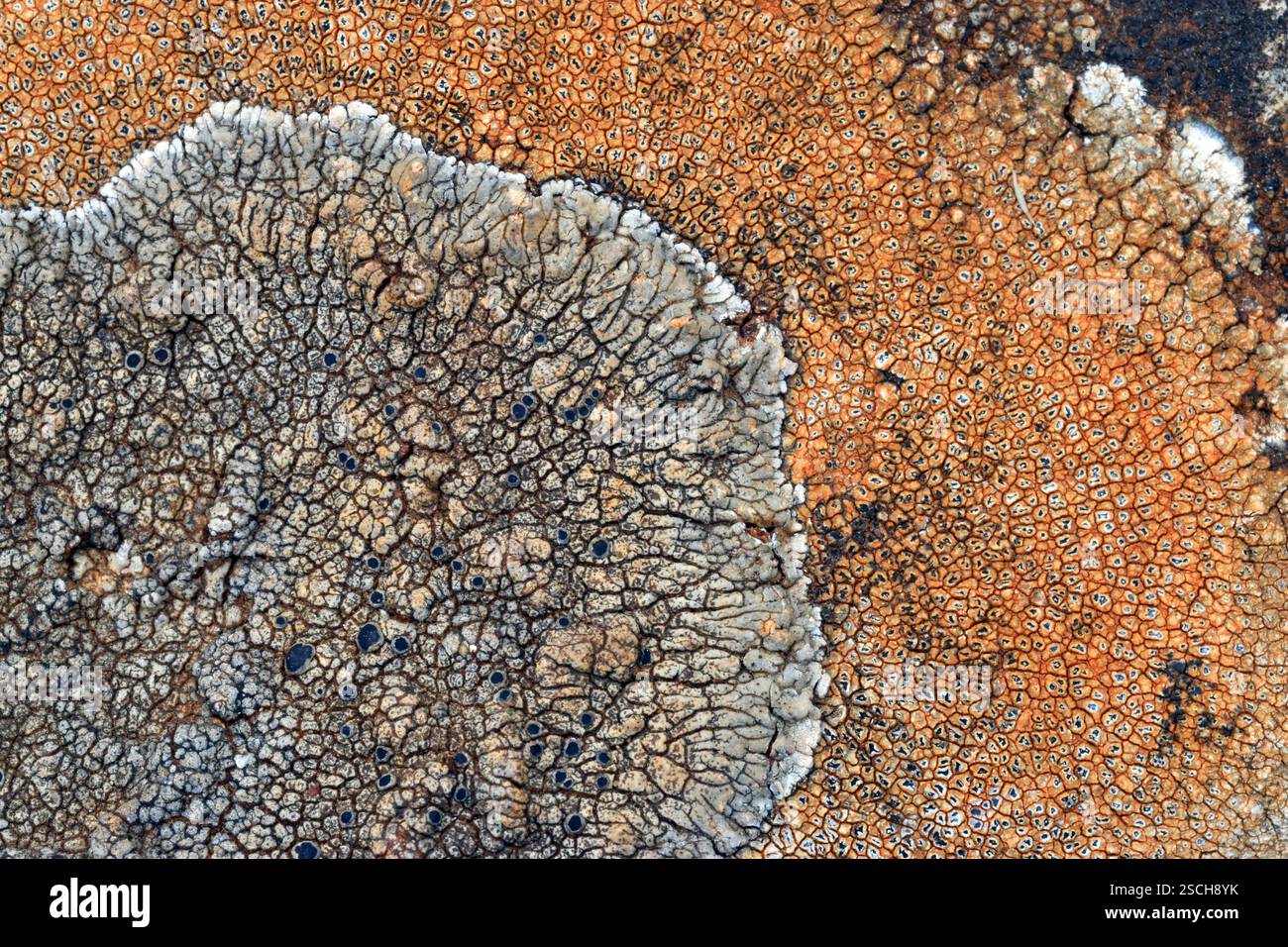 Crustose Crustose lichen on rock hi-res stock photography and images - Alamy