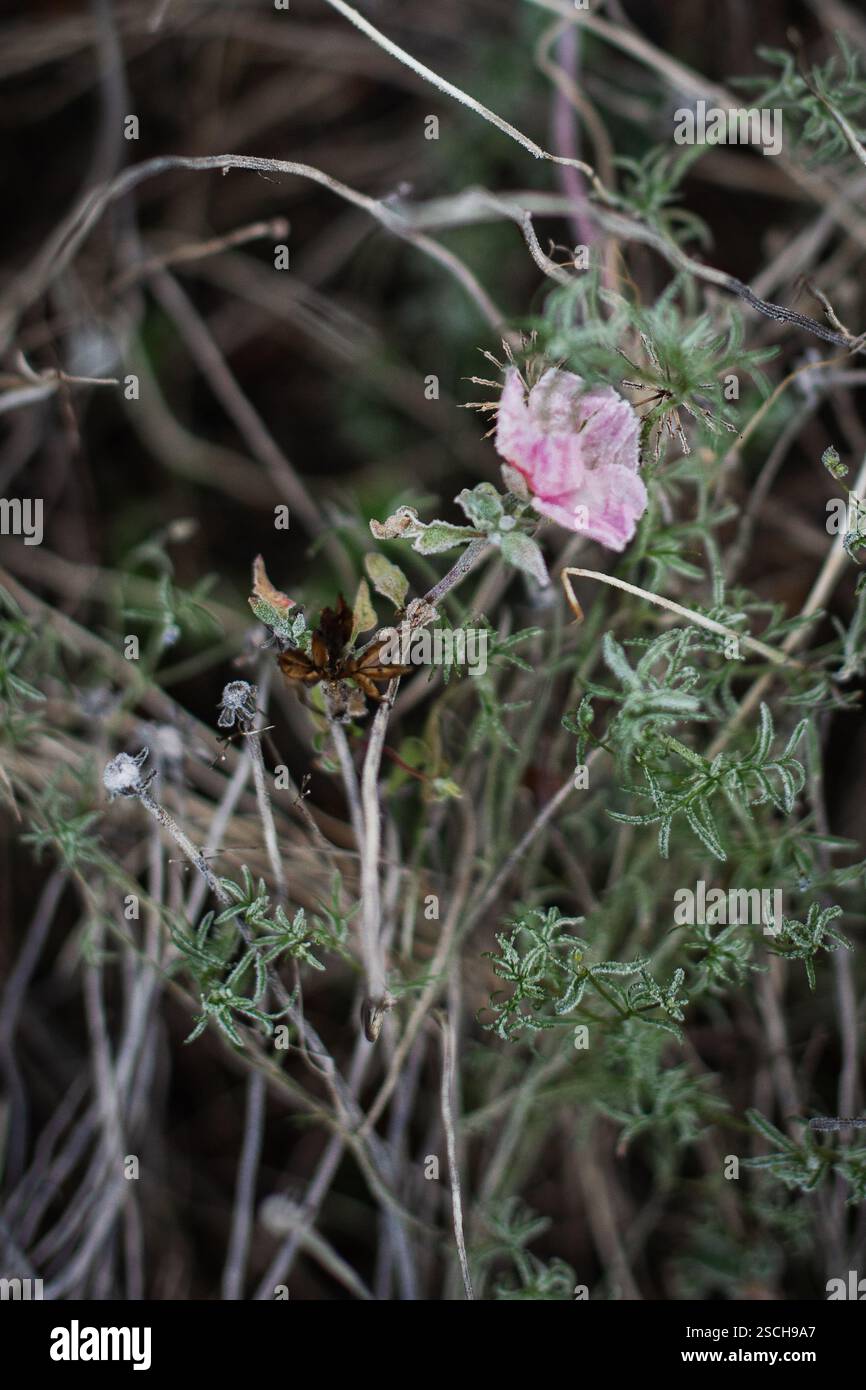 pink flower with frost in the garden Stock Photo - Alamy