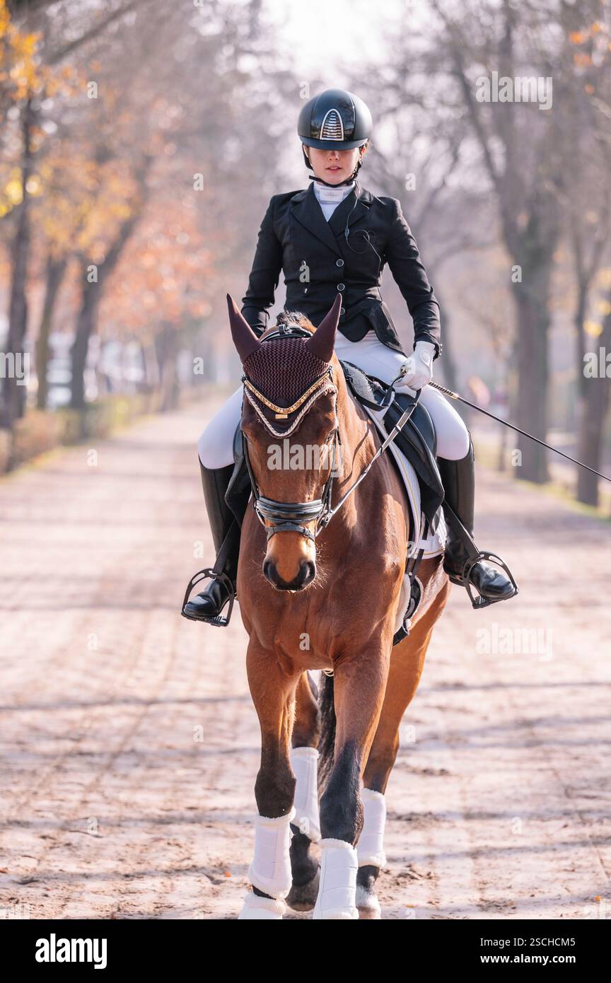 Classical Rider Classical horse art hi-res stock photography and images - Alamy