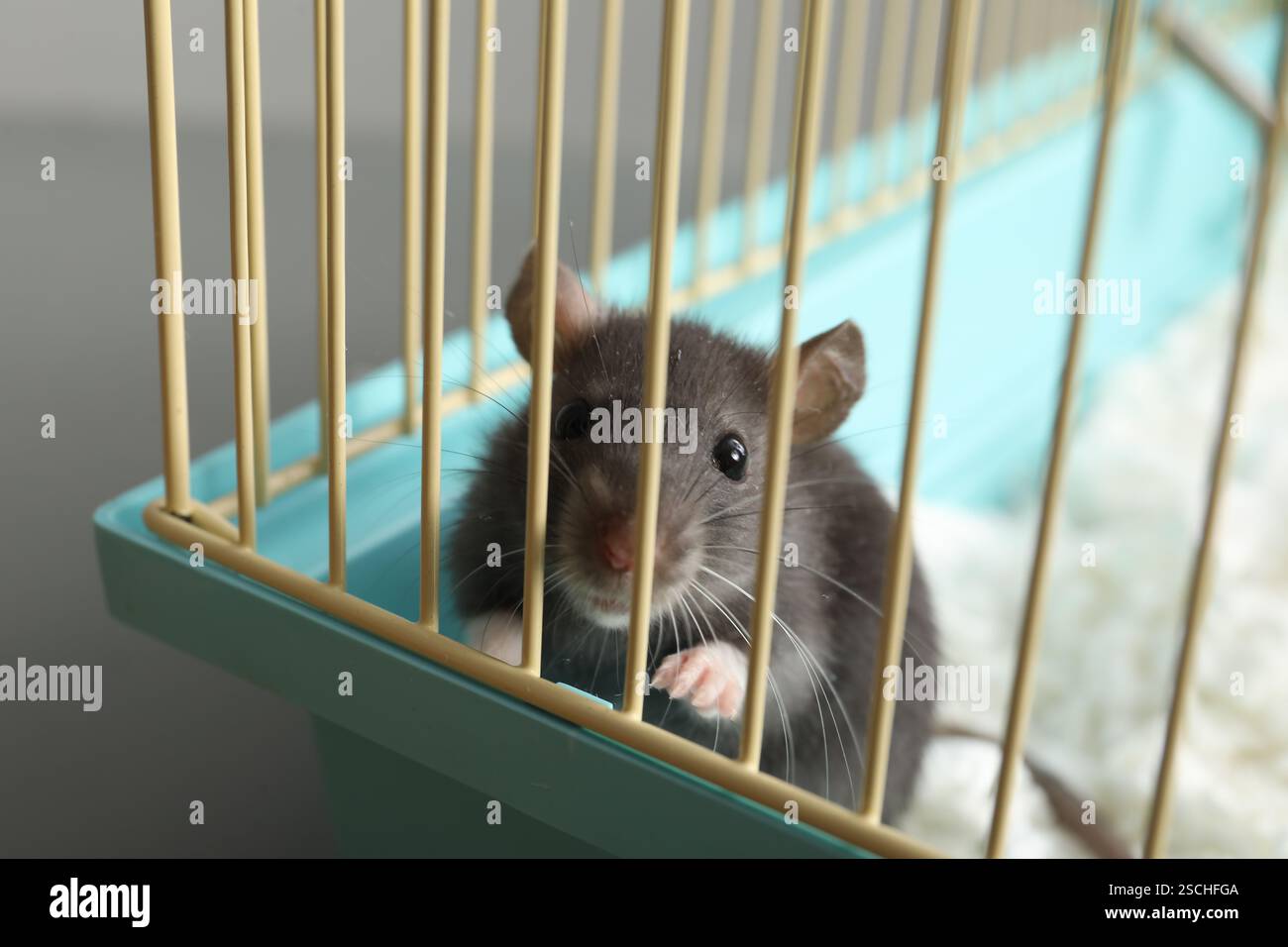 Little cute beautiful rat hi-res stock photography and images - Alamy