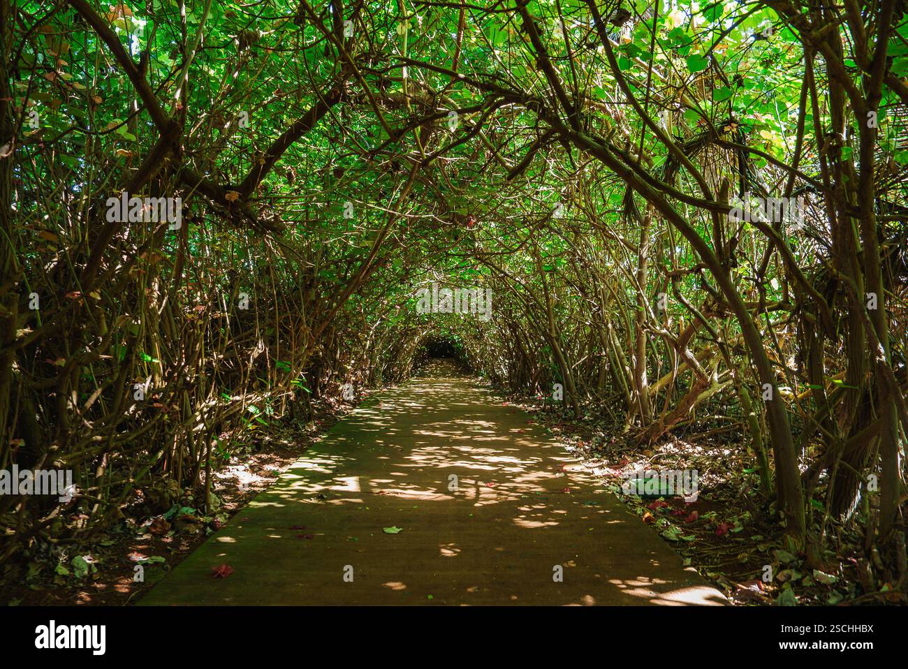 Pathway Under Lush Green Canopy with Sunlight Filtering Through Stock ...