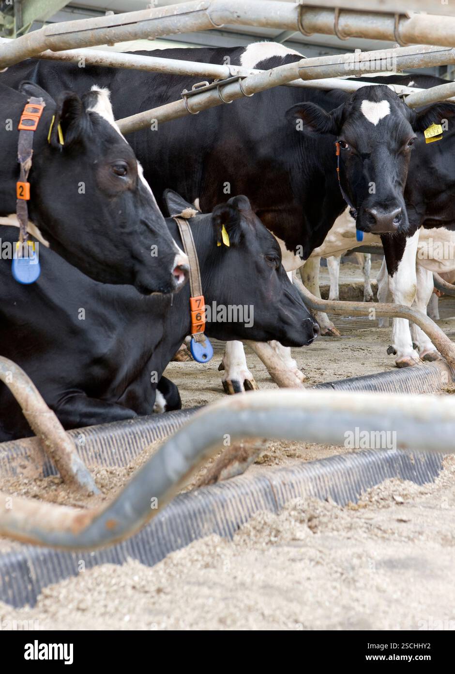 Cows in modern cattle stable. Dairy cattle breeding in the Netherlands ...